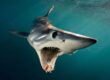 Brian Skerry ile Denizaltı Hikayeleri: Okyanusların Gizemli Dünyası