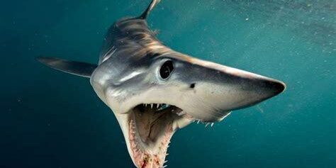Brian Skerry ile Denizaltı Hikayeleri: Okyanusların Gizemli Dünyası