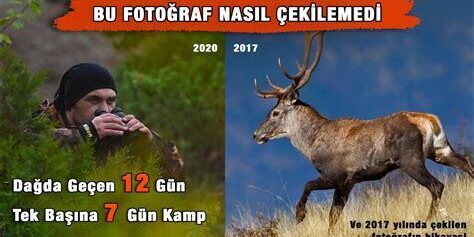 Gece Vahşi Yaşam Fotoğrafçılığı: Aydınlıkta Gizem