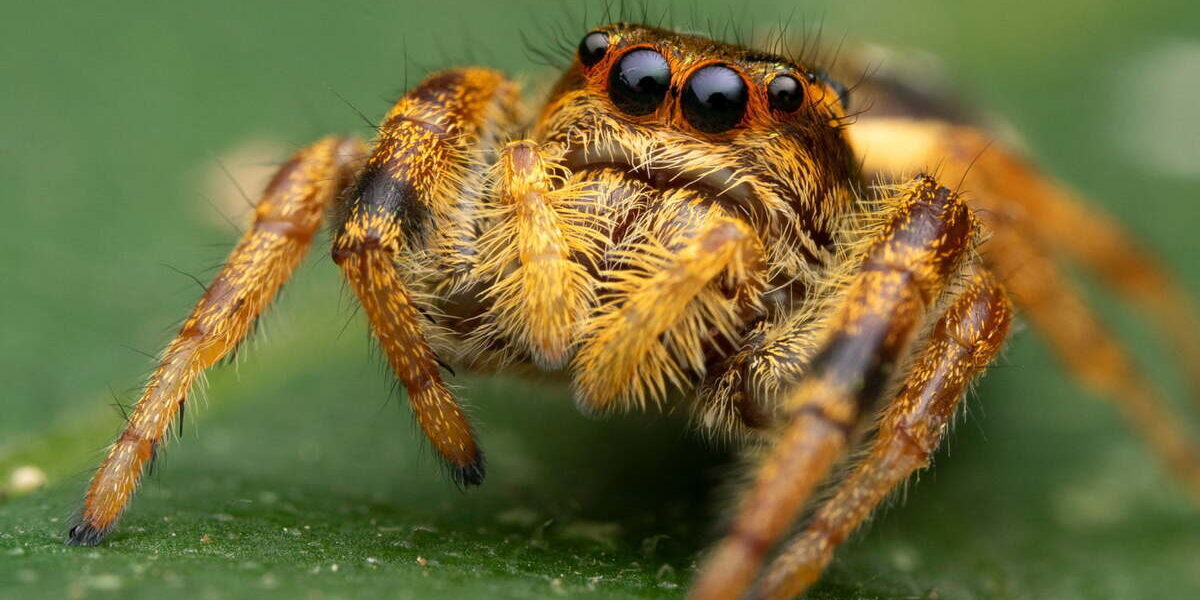 Göz Alıcı Makro Çekimler İçin Laowa 100mm f/2.8 2X Ultra Macro APO Lens Göz Alıcı Makro Çekimler İçin Laowa 100mm f/2.8 2X Ultra Macro APO Lens