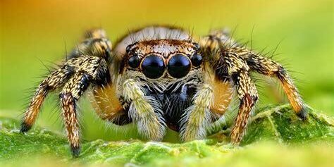 Makro Fotoğrafçılığa Başlarken Bilinmesi Gerekenler Makro Fotoğrafçılığa Başlarken Bilinmesi Gerekenler