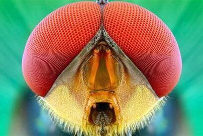 Makro Fotoğrafçılıkta Derinlik Alanı