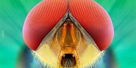 Makro Fotoğrafçılıkta Derinlik Alanı Makro Fotoğrafçılıkta Derinlik Alanı