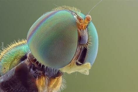 Makro Fotoğrafçılıkta Doğal Işık Kullanımı