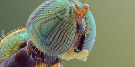 Makro Fotoğrafçılıkta Doğal Işık Kullanımı Makro Fotoğrafçılıkta Doğal Işık Kullanımı