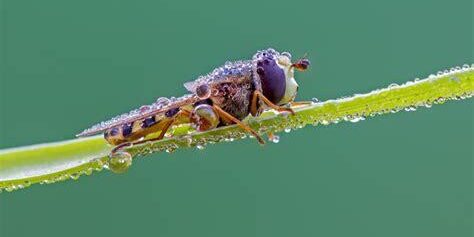Makro Fotoğrafçılıkta Gece Çekimleri Makro Fotoğrafçılıkta Gece Çekimleri