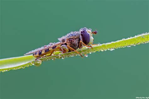 Makro Fotoğrafçılıkta Gece Çekimleri