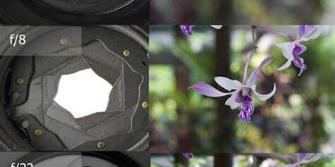 Makro Fotoğrafçılıkta ISO ve Shutter Speed