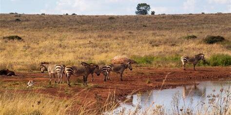 Safari Fotoğrafçılığı: Afrika’nın Eşsiz Faunası
