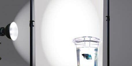 Savage Translum Reflektörler: Softbox Etkisi Yaratan Yumuşak Işık Savage Translum Reflektörler: Softbox Etkisi Yaratan Yumuşak Işık