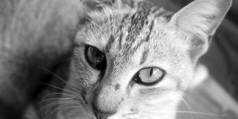Standart Lenslerle Hayvan ve Evcil Hayvan Fotoğrafçılığı Standart Lenslerle Hayvan ve Evcil Hayvan Fotoğrafçılığı