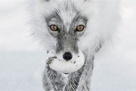 Vahşi Yaşam Fotoğrafçıları için En İyi Hafıza Kartları
