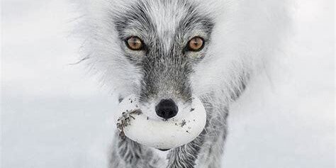 Vahşi Yaşam Fotoğrafçıları için En İyi Hafıza Kartları Vahşi Yaşam Fotoğrafçıları için En İyi Hafıza Kartları
