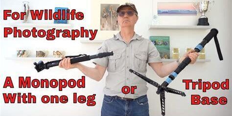 Wildlife Fotoğrafçıları için Monopod Kullanım Rehberi Wildlife Fotoğrafçıları için Monopod Kullanım Rehberi