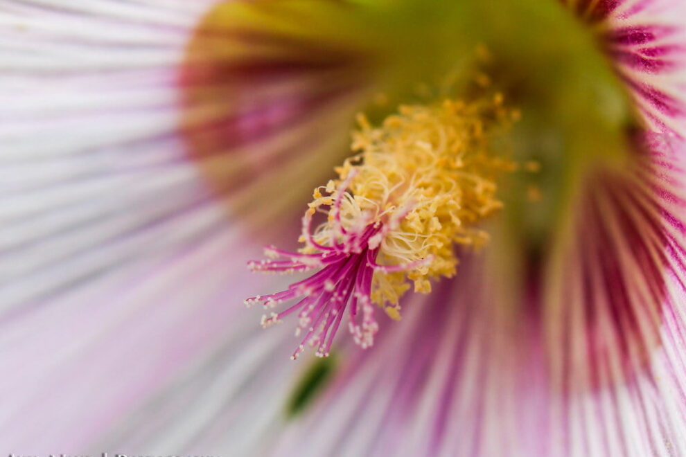 Çiçek Fotoğrafçılığında Close-Up Filtre Kullanmanın Püf Noktaları